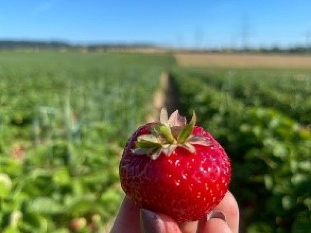 Erdbeerfeld 1